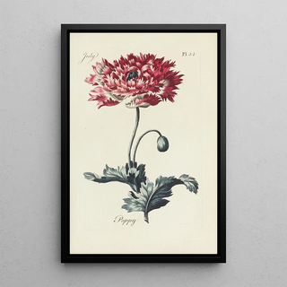 Reproduction of the painting Poppy - Carington Bowles