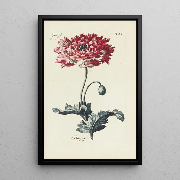Reproduction of the painting Poppy - Carington Bowles