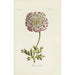 Buttercup - Carington Bowles — artwork view