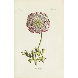 Buttercup - Carington Bowles — artwork view