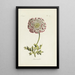 Buttercup - Carington Bowles — framed artwork on a wall