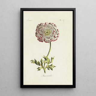 Buttercup - Carington Bowles — framed artwork on a wall