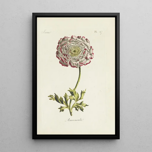 Buttercup - Carington Bowles — framed artwork on a wall