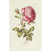 Rose Painting - Carington Bowles — artwork view