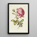 Rose Painting - Carington Bowles — framed artwork on a wall