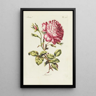 Rose Painting - Carington Bowles — framed artwork on a wall