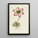 Reproduction of the painting Anémone simple - Carington Bowles