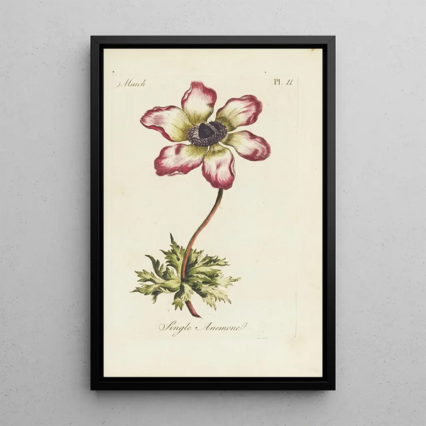Reproduction of the painting Anémone simple - Carington Bowles