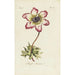 Reproduction of the painting Anémone simple - Carington Bowles
