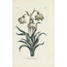 Snowdrop - Carington Bowles — artwork view