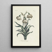 Snowdrop - Carington Bowles — framed artwork on a wall