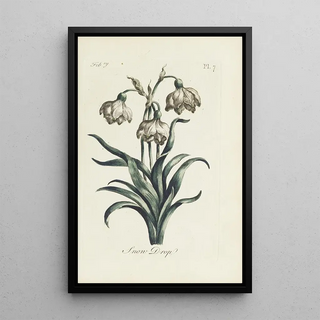 Snowdrop - Carington Bowles — framed artwork on a wall