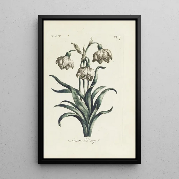 Snowdrop - Carington Bowles — framed artwork on a wall
