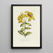Millepertuis - Carington Bowles — framed artwork on a wall