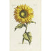 Sunflower Painting - Carington Bowles — artwork view