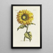 Sunflower Painting - Carington Bowles — framed artwork on a wall