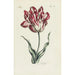 Tulip - Carington Bowles — artwork view