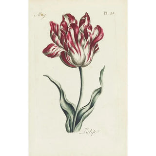 Tulip - Carington Bowles — artwork view