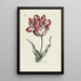 Tulip - Carington Bowles — framed artwork on a wall