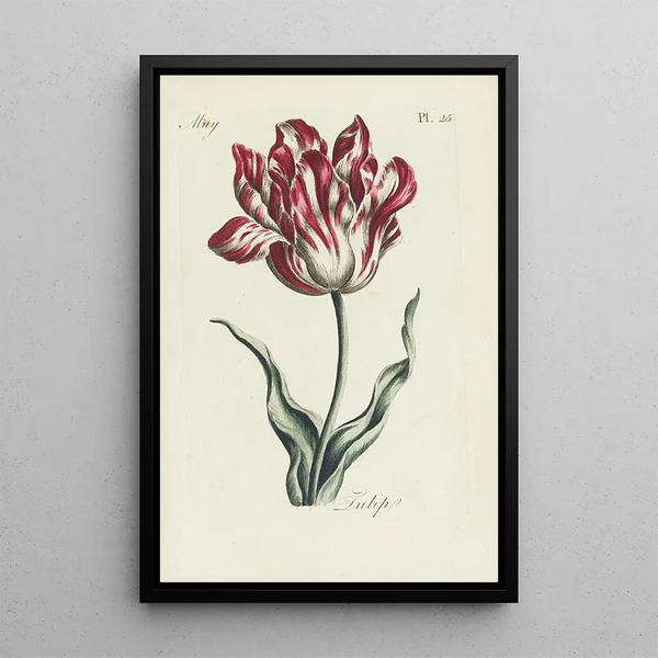 Tulip - Carington Bowles — framed artwork on a wall