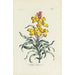 Giroflée - Carington Bowles — artwork view