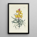 Giroflée - Carington Bowles — framed artwork on a wall