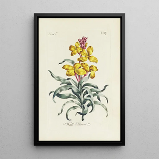 Giroflée - Carington Bowles — framed artwork on a wall