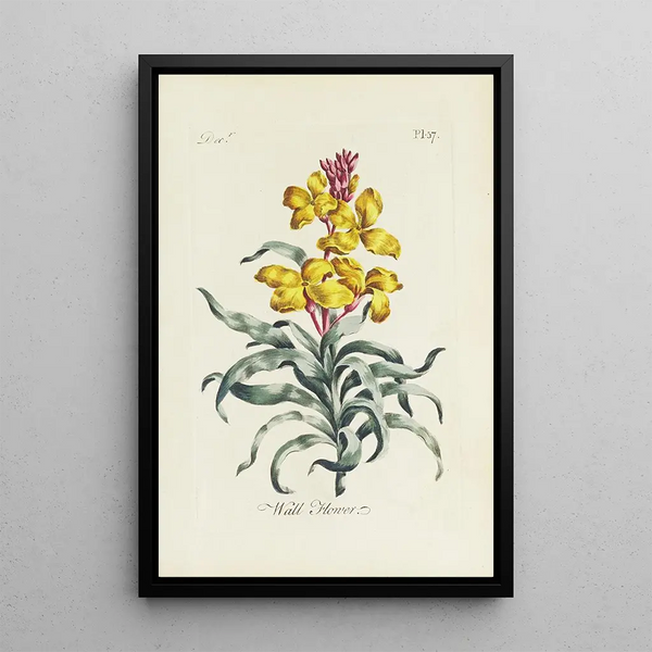 Giroflée - Carington Bowles — framed artwork on a wall