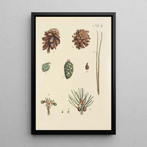Illustration of wild trees, perennial plants, and shrubs Pl002 - Carl Christoph Oelhafen von Schöllenbach — framed artwork on a wall