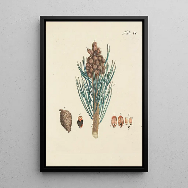 Illustration of wild trees, perennial plants, and shrubs Pl004 - Carl Christoph Oelhafen von Schöllenbach — framed artwork on a wall