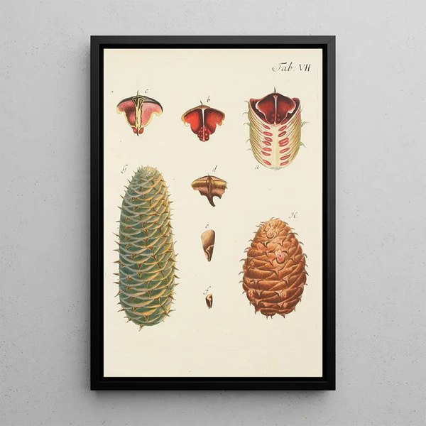 Illustration of wild trees, perennial plants, and shrubs Pl007 - Carl Christoph Oelhafen von Schöllenbach — framed artwork on a wall