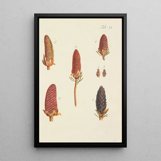Illustration of wild trees, perennial plants, and shrubs Pl011 - Carl Christoph Oelhafen von Schöllenbach — framed artwork on a wall