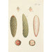 Illustration of wild trees, perennial plants, and shrubs Pl012 - Carl Christoph Oelhafen von Schöllenbach — artwork view