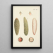 Illustration of wild trees, perennial plants, and shrubs Pl012 - Carl Christoph Oelhafen von Schöllenbach — framed artwork on a wall