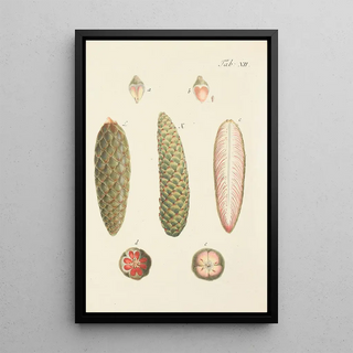 Illustration of wild trees, perennial plants, and shrubs Pl012 - Carl Christoph Oelhafen von Schöllenbach — framed artwork on a wall