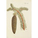 Illustration of wild trees, perennial plants, and shrubs Pl014 - Carl Christoph Oelhafen von Schöllenbach — artwork view