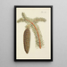 Illustration of wild trees, perennial plants, and shrubs Pl014 - Carl Christoph Oelhafen von Schöllenbach — framed artwork on a wall