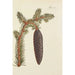 Illustration of wild trees, perennial plants, and shrubs Pl015 - Carl Christoph Oelhafen von Schöllenbach — artwork view