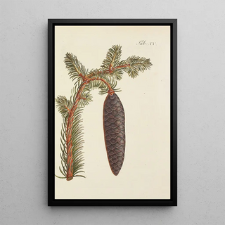 Illustration of wild trees, perennial plants, and shrubs Pl015 - Carl Christoph Oelhafen von Schöllenbach — framed artwork on a wall
