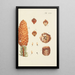 Illustration of wild trees, perennial plants, and shrubs Pl016 - Carl Christoph Oelhafen von Schöllenbach — framed artwork on a wall