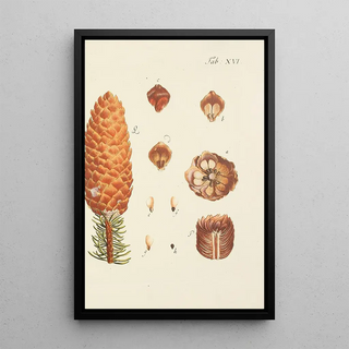 Illustration of wild trees, perennial plants, and shrubs Pl016 - Carl Christoph Oelhafen von Schöllenbach — framed artwork on a wall