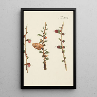 Illustration of wild trees, perennial plants, and shrubs Pl017 - Carl Christoph Oelhafen von Schöllenbach — framed artwork on a wall