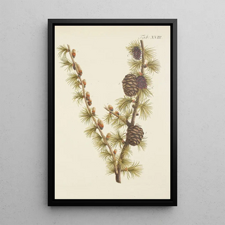 Illustration of wild trees, perennial plants, and shrubs Pl018 - Carl Christoph Oelhafen von Schöllenbach — framed artwork on a wall