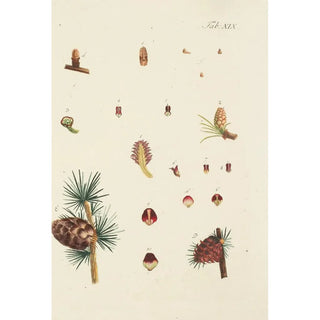 Illustration of wild trees, perennial plants, and shrubs Pl019 - Carl Christoph Oelhafen von Schöllenbach
