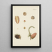 Illustration of wild trees, perennial plants, and shrubs Pl020 - Carl Christoph Oelhafen von Schöllenbach — framed artwork on a wall