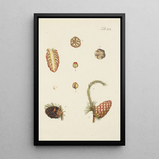 Illustration of wild trees, perennial plants, and shrubs Pl020 - Carl Christoph Oelhafen von Schöllenbach — framed artwork on a wall
