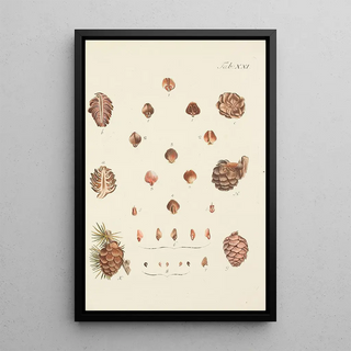 Illustration of wild trees, perennial plants, and shrubs Pl021 - Carl Christoph Oelhafen von Schöllenbach — framed artwork on a wall