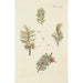 Illustration of wild trees, perennial plants, and shrubs Pl023 - Carl Christoph Oelhafen von Schöllenbach — artwork view