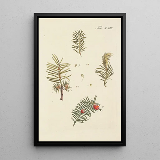 Illustration of wild trees, perennial plants, and shrubs Pl023 - Carl Christoph Oelhafen von Schöllenbach — framed artwork on a wall
