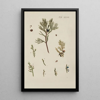 Illustration of wild trees, perennial plants, and shrubs Pl026 - Carl Christoph Oelhafen von Schöllenbach
